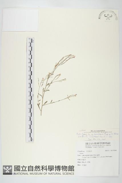 玉山筷子芥藏品圖，第1張