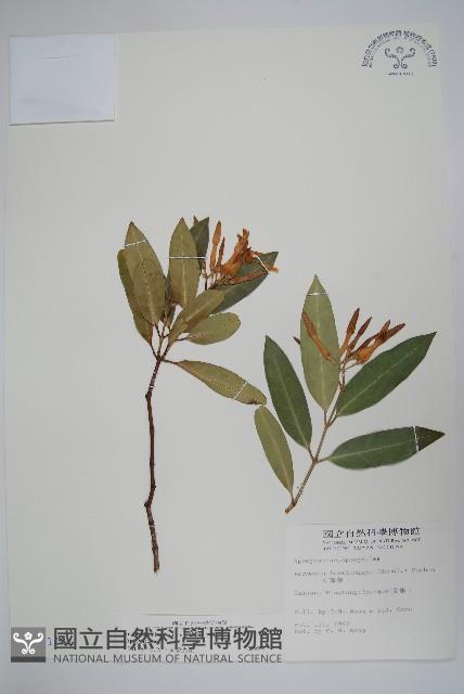 大錦蘭藏品圖，第1張