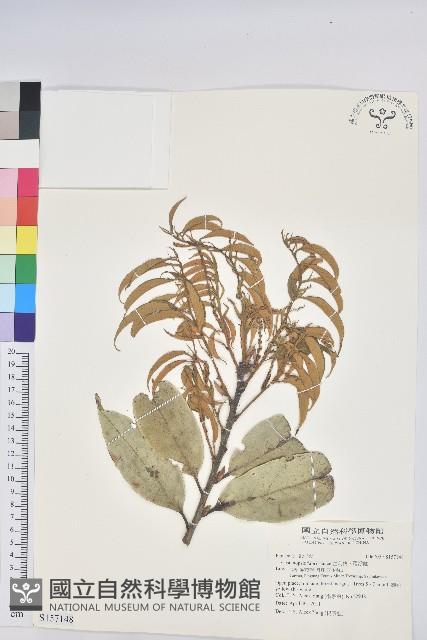 星刺栲、羅浮錐藏品圖，第1張