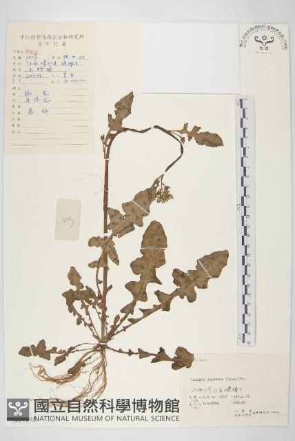 黃鵪菜藏品圖，第1張