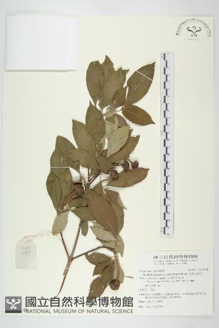 頭狀四照花藏品圖，第1張