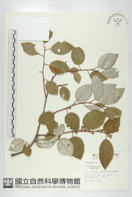 鄧氏胡頹子藏品圖，第1張