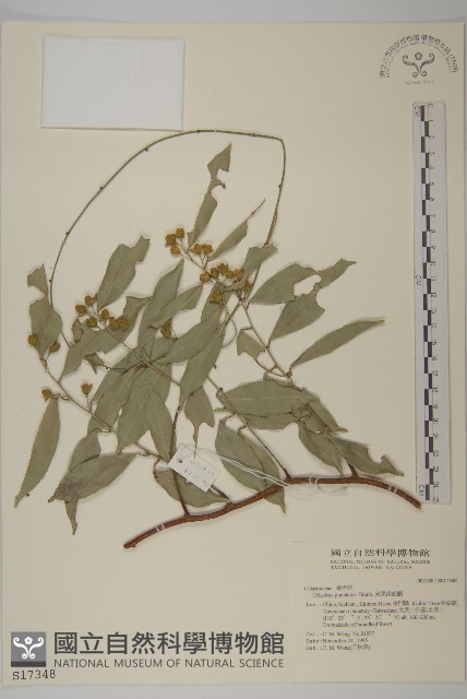 光果南蛇藤藏品圖，第1張