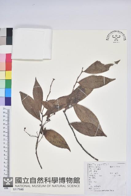 黃背越橘藏品圖，第1張