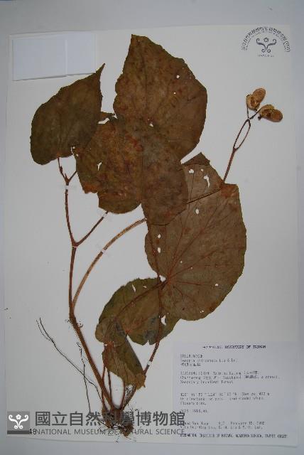 溪頭秋海棠藏品圖，第1張