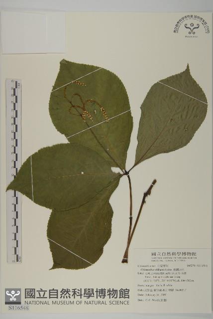 臺灣及己藏品圖，第1張