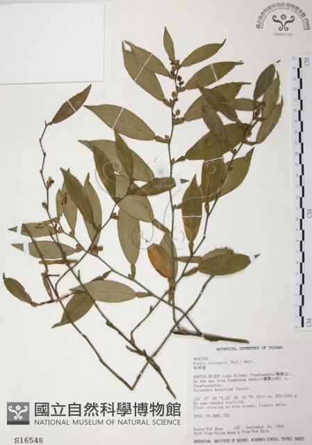 柚葉藤藏品圖，第1張