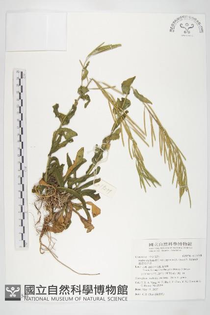 基隆筷子芥藏品圖，第1張