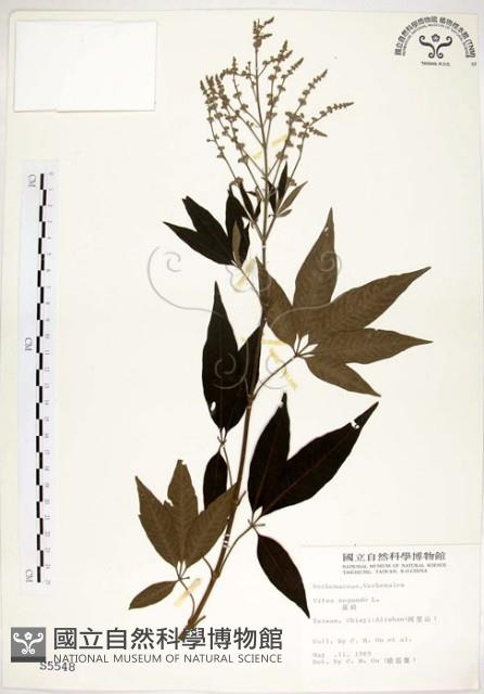 黃荊藏品圖，第1張