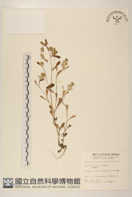 鼠麴舅藏品圖，第1張