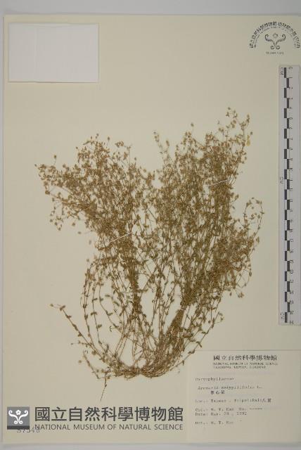 無心菜、鵝不食草藏品圖，第1張