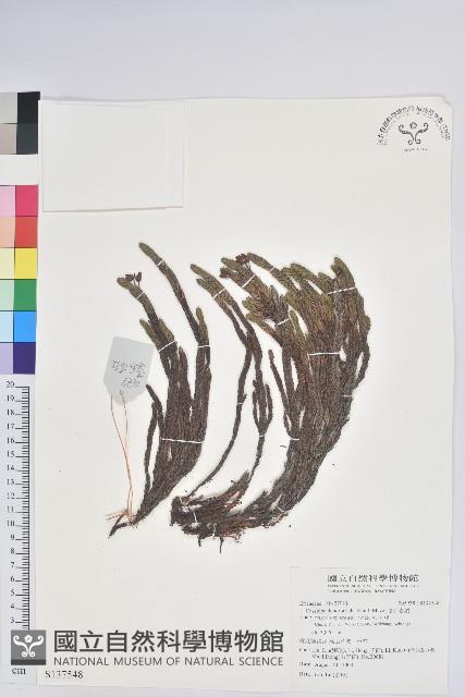 睫毛岩須藏品圖，第1張