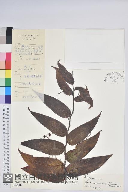 Accession Number:S047548 Collection Image
