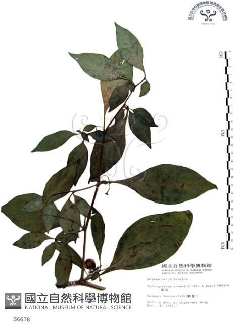 龍珠藏品圖，第1張