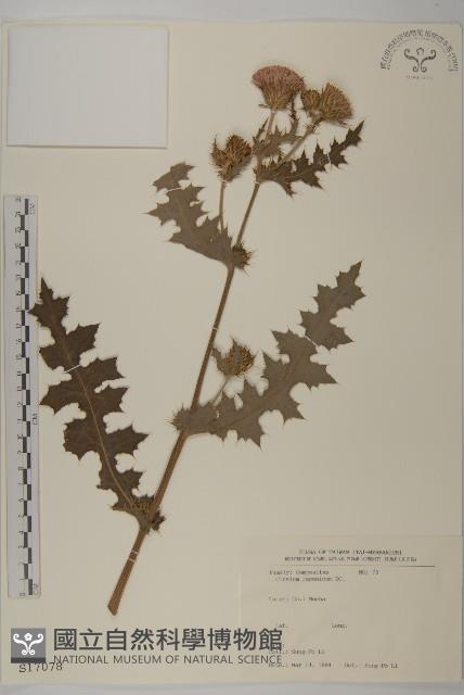 小薊藏品圖，第1張