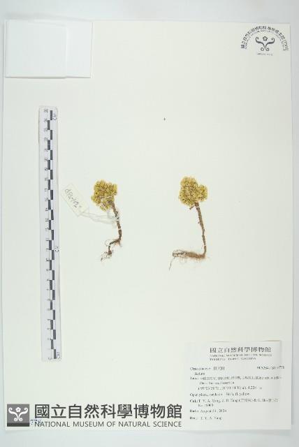 登錄號:S116778藏品圖，第1張