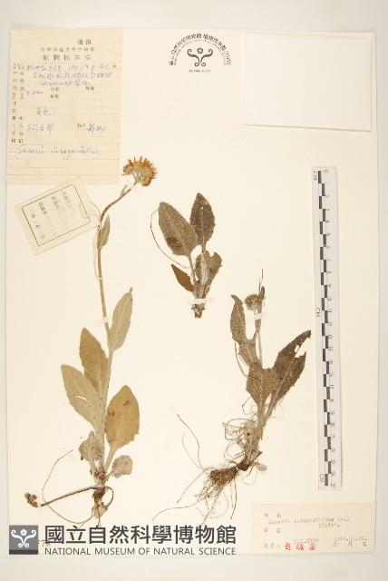 狗舌草藏品圖，第1張