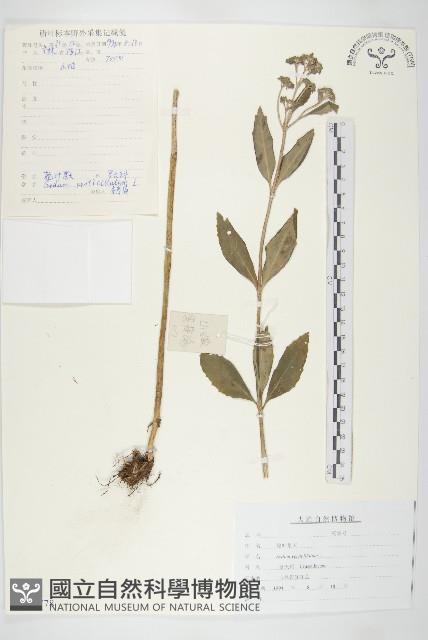 輪葉景天藏品圖，第1張