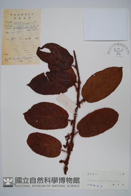 美麗獼猴桃藏品圖，第1張