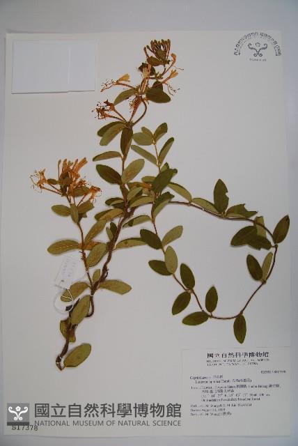 忍冬、金銀花藏品圖，第1張