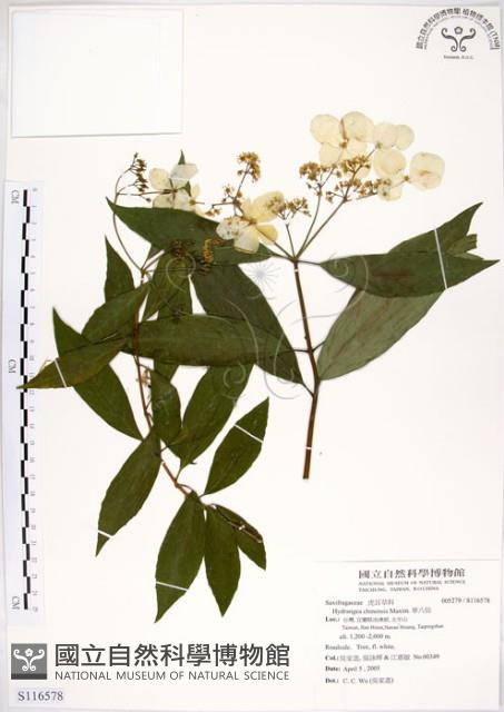 華八仙藏品圖，第1張