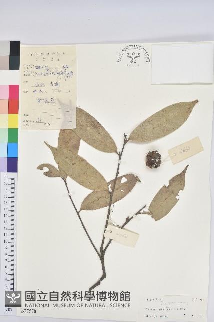 紅勾栲藏品圖，第1張