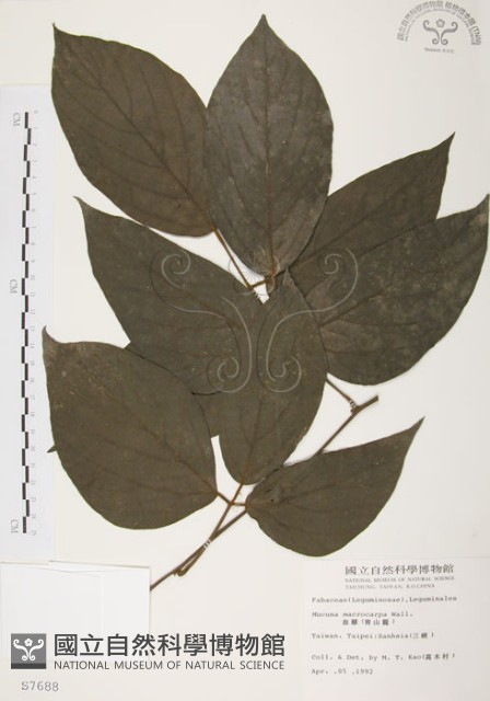 血藤、青山籠藏品圖，第1張