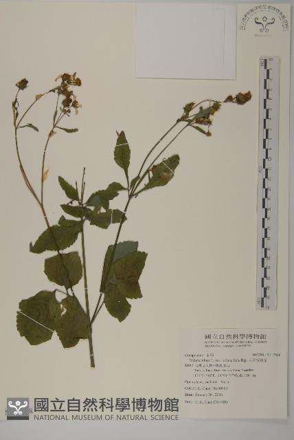 大花咸豐草藏品圖，第1張