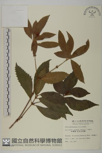 草珊瑚、紅果金粟蘭藏品圖，第1張