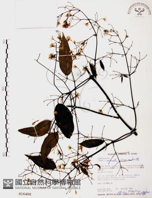 柱果鐵線蓮藏品圖，第1張