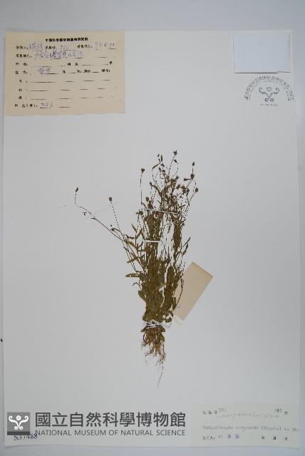 細葉蘭花參藏品圖，第1張