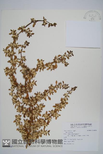 登錄號:S106588藏品圖，第1張