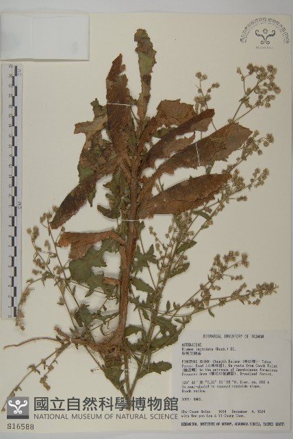 裂葉艾納香藏品圖，第1張