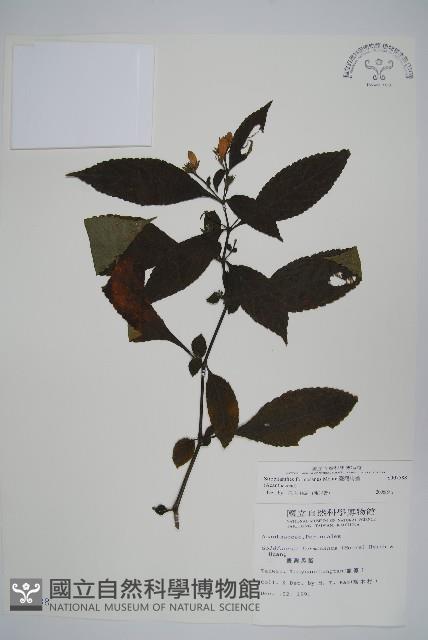 臺灣馬藍藏品圖，第1張