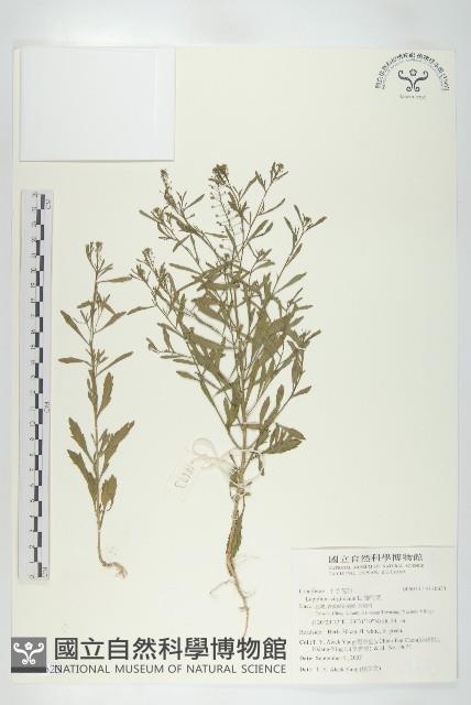 獨行菜藏品圖，第1張