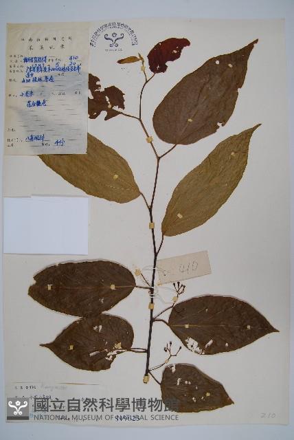 小花八角楓藏品圖，第1張