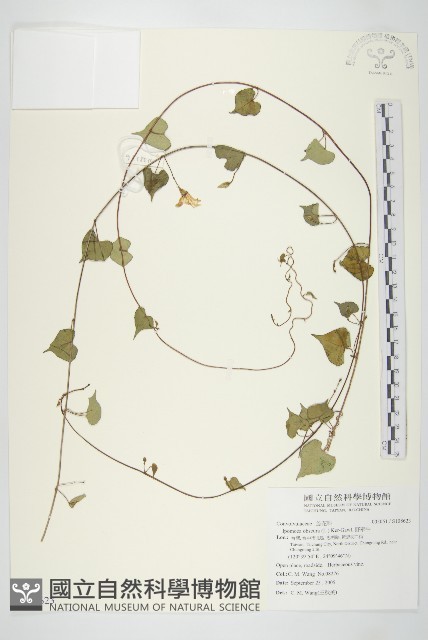 野牽牛藏品圖，第1張