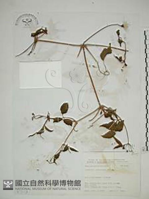 小木通藏品圖，第1張