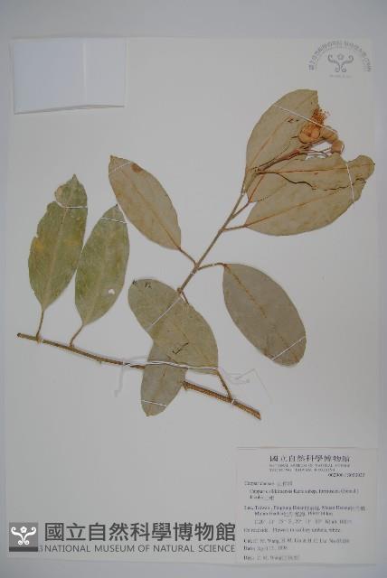 山柑、臺灣山柑藏品圖，第1張