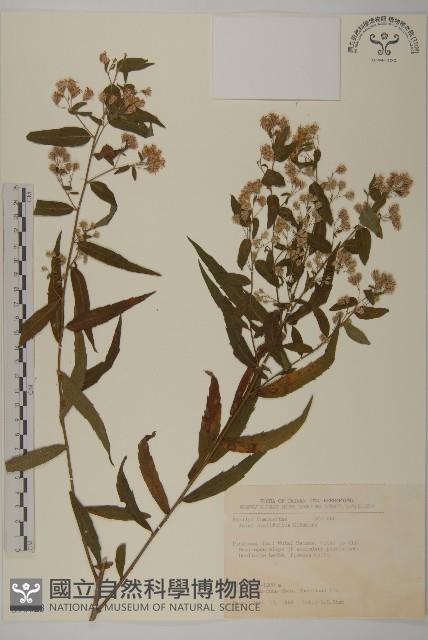 臺灣紺菊藏品圖，第1張