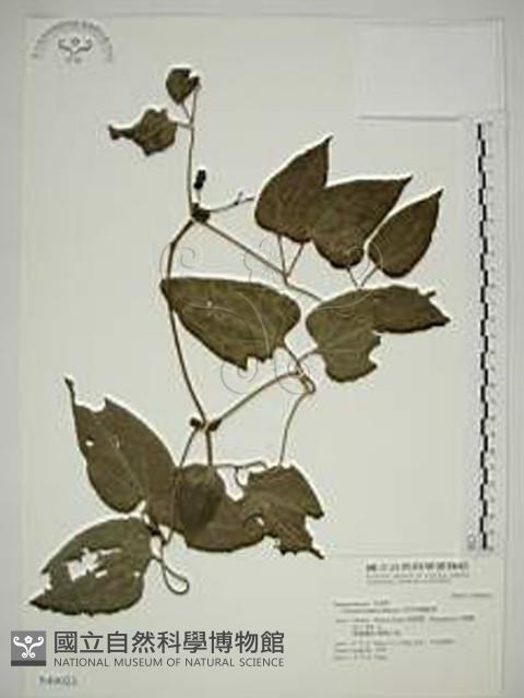 田代氏鐵線蓮藏品圖，第1張