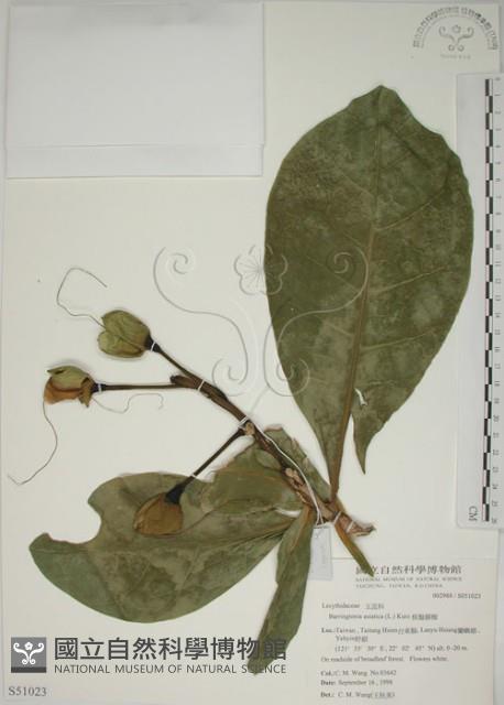 棋盤腳樹藏品圖，第1張