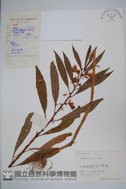 鳳仙花藏品圖，第1張