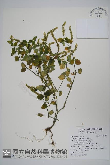 爵床藏品圖，第1張