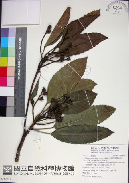 山枇杷、臺灣枇杷藏品圖，第1張