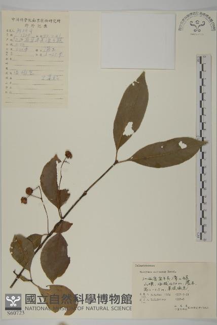 厚葉衛矛, 源一木藏品圖，第1張