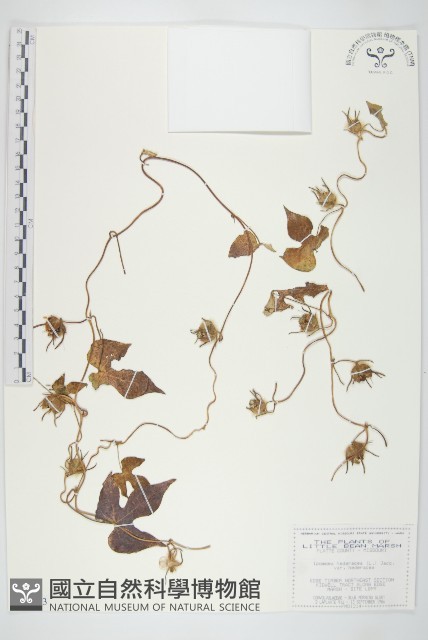碗仔花藏品圖，第1張
