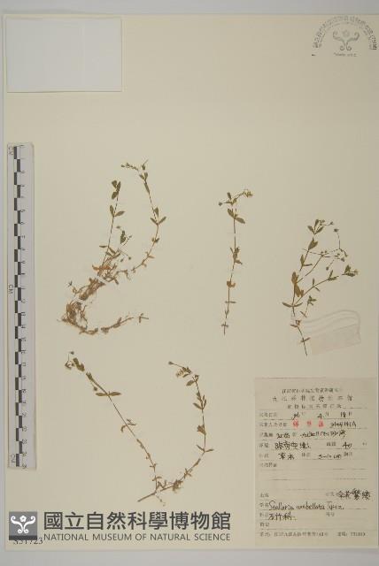 傘花繁縷藏品圖，第1張