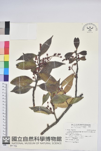 珍珠花、長尾葉越橘藏品圖，第1張