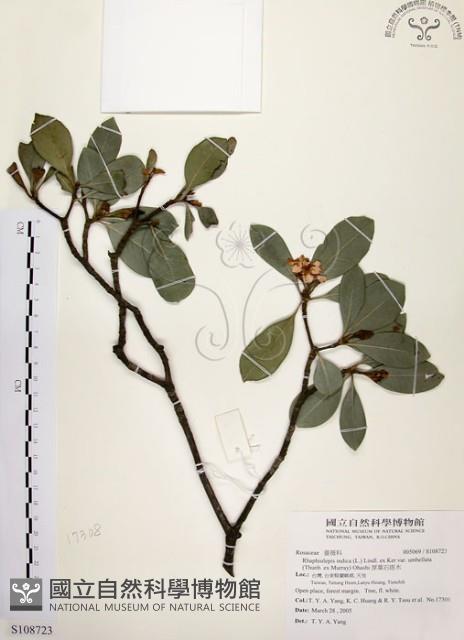 厚葉石斑木藏品圖，第1張